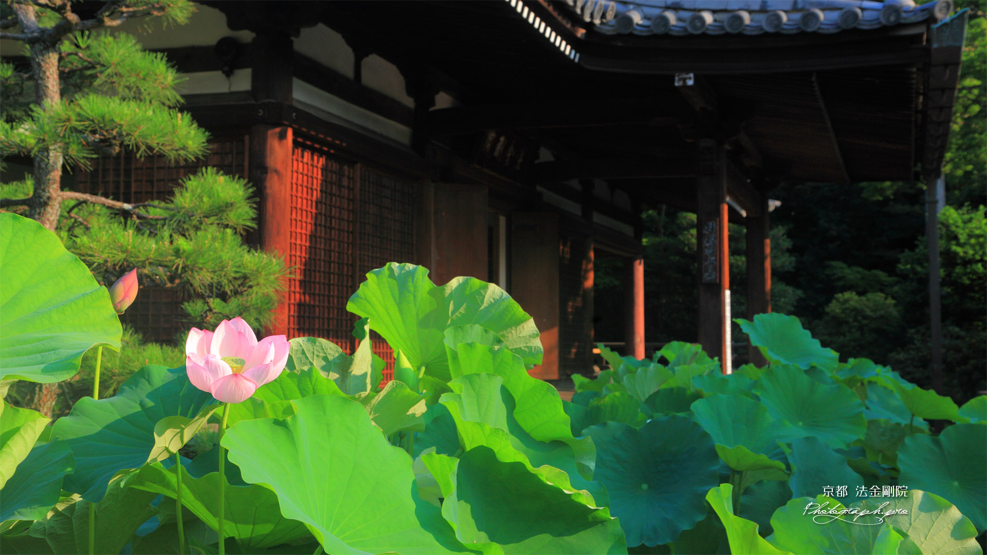 法金剛院 ハスと礼堂