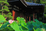 法金剛院 ハスと礼堂