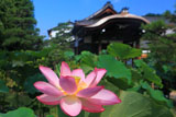 洛西