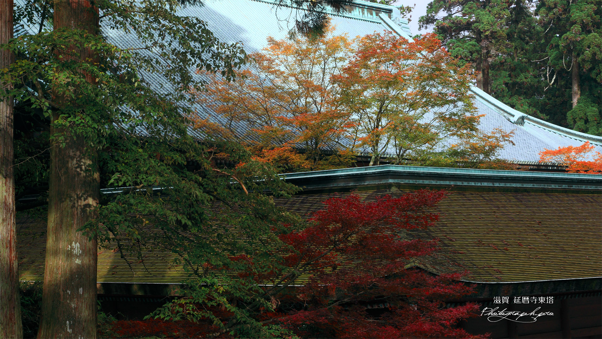 比叡山延暦寺 紅葉の根本中堂