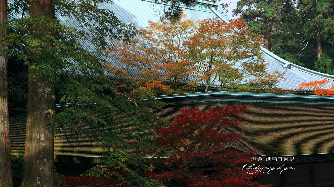 比叡山延暦寺 紅葉の根本中堂 壁紙