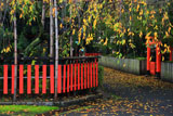 車折神社 シダレザクラの桜紅葉