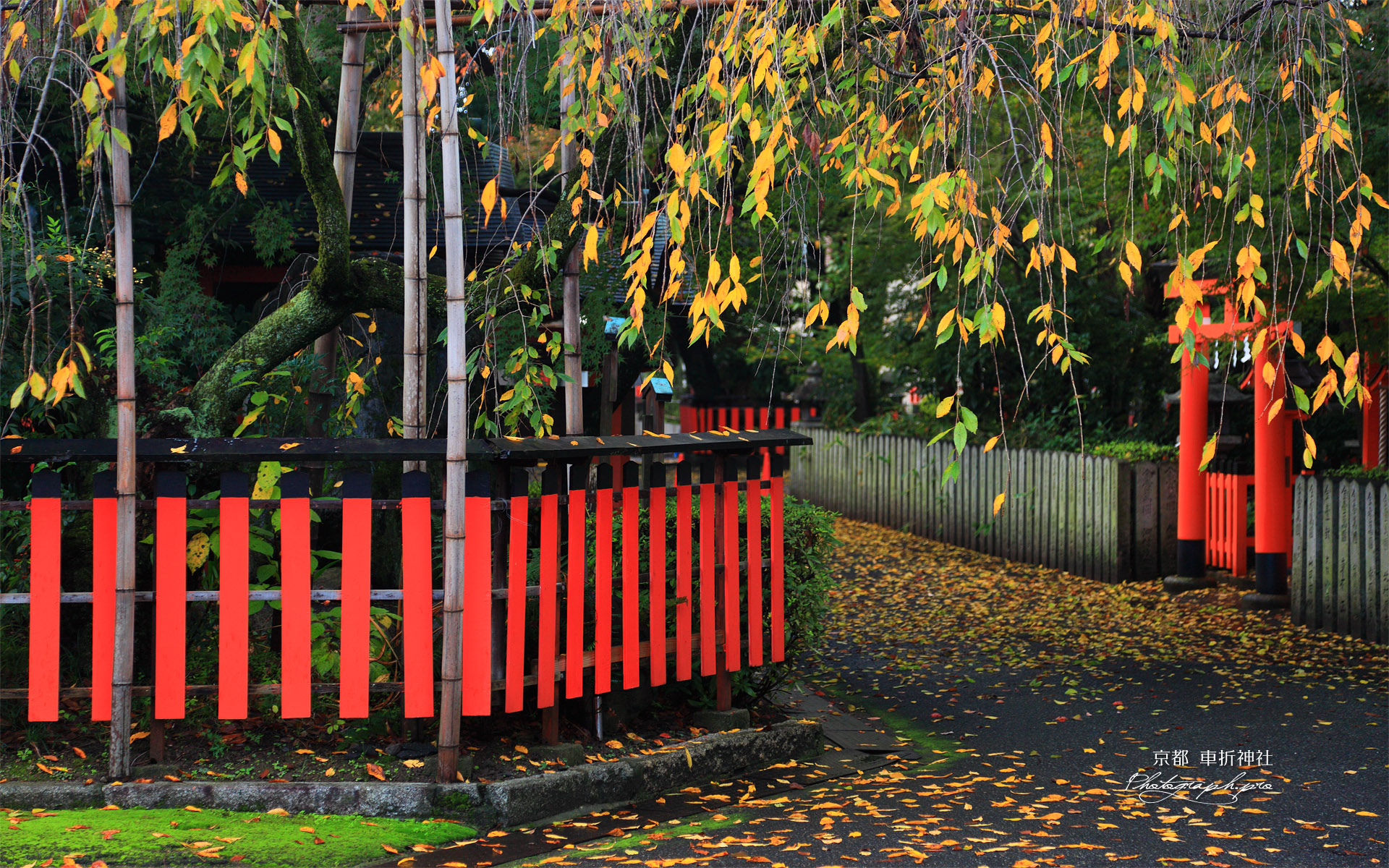 車折神社 シダレザクラの桜紅葉