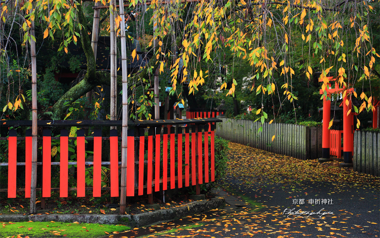 車折神社 シダレザクラの桜紅葉 壁紙