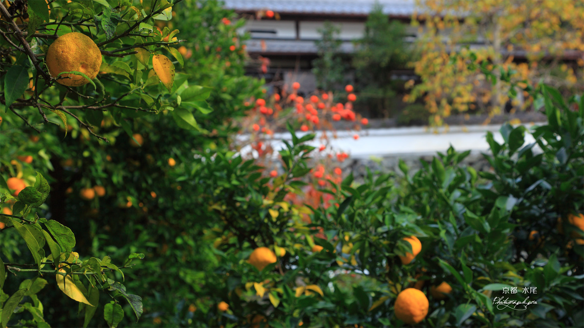 京都 水尾のユズ