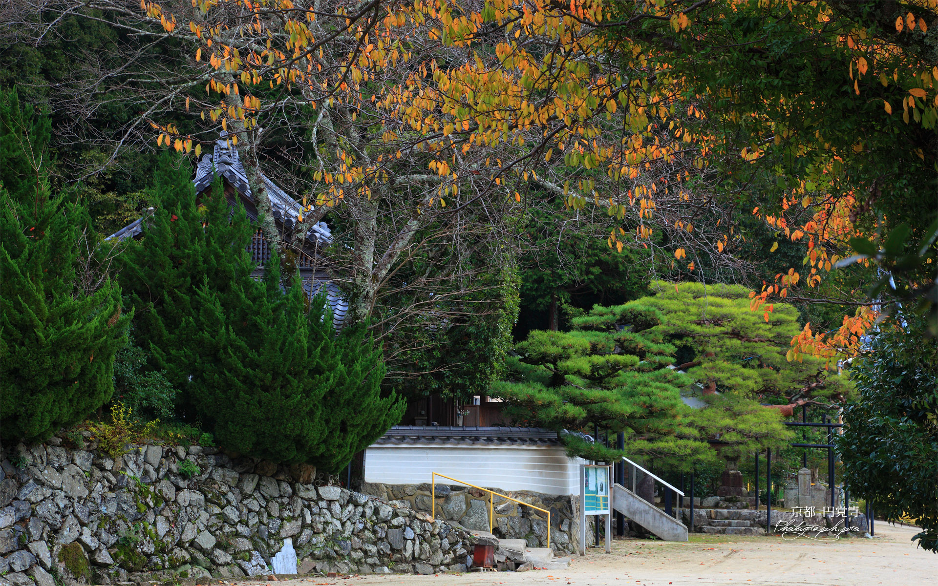京都水尾 桜紅葉の円覚寺