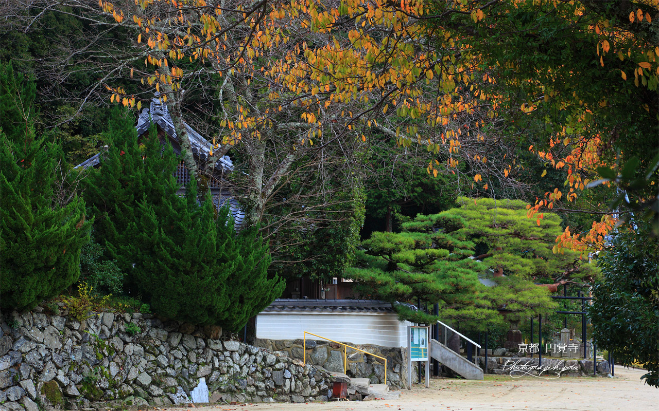 京都水尾 桜紅葉の円覚寺 壁紙
