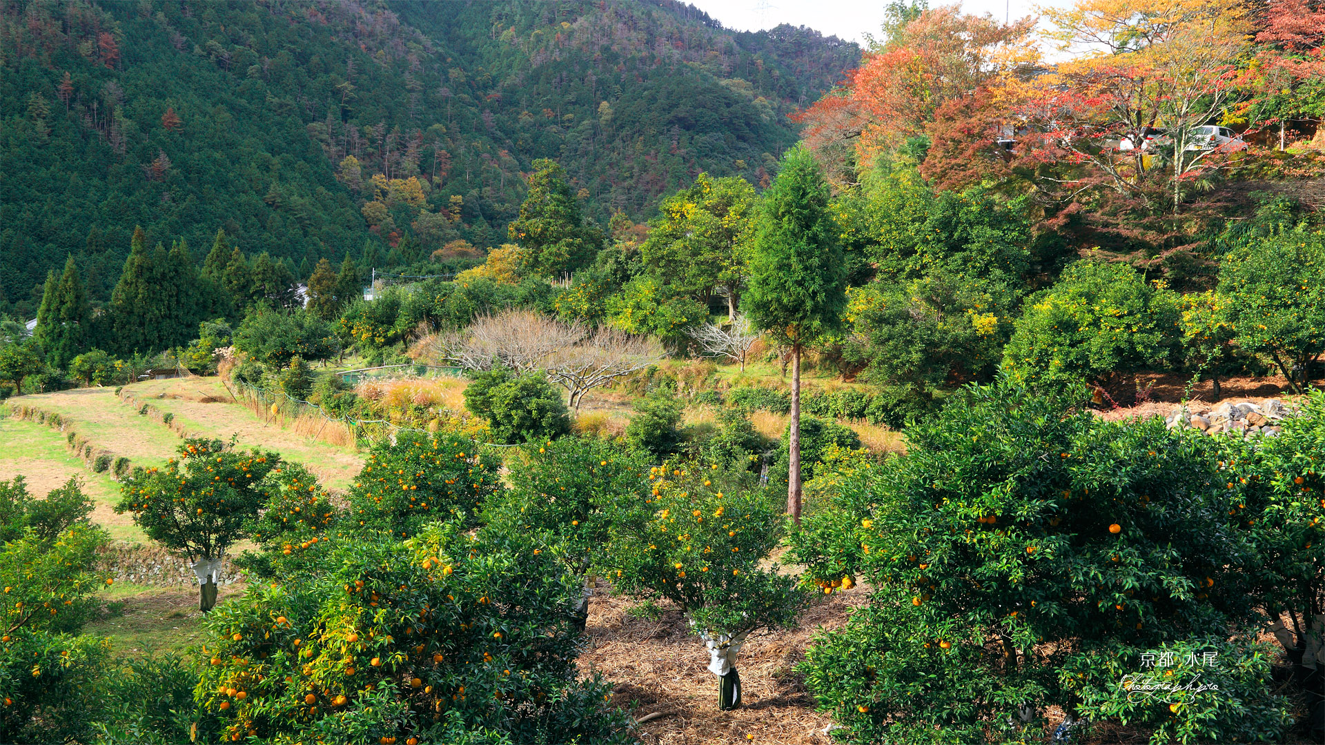 京都水尾 柚子畑と紅葉