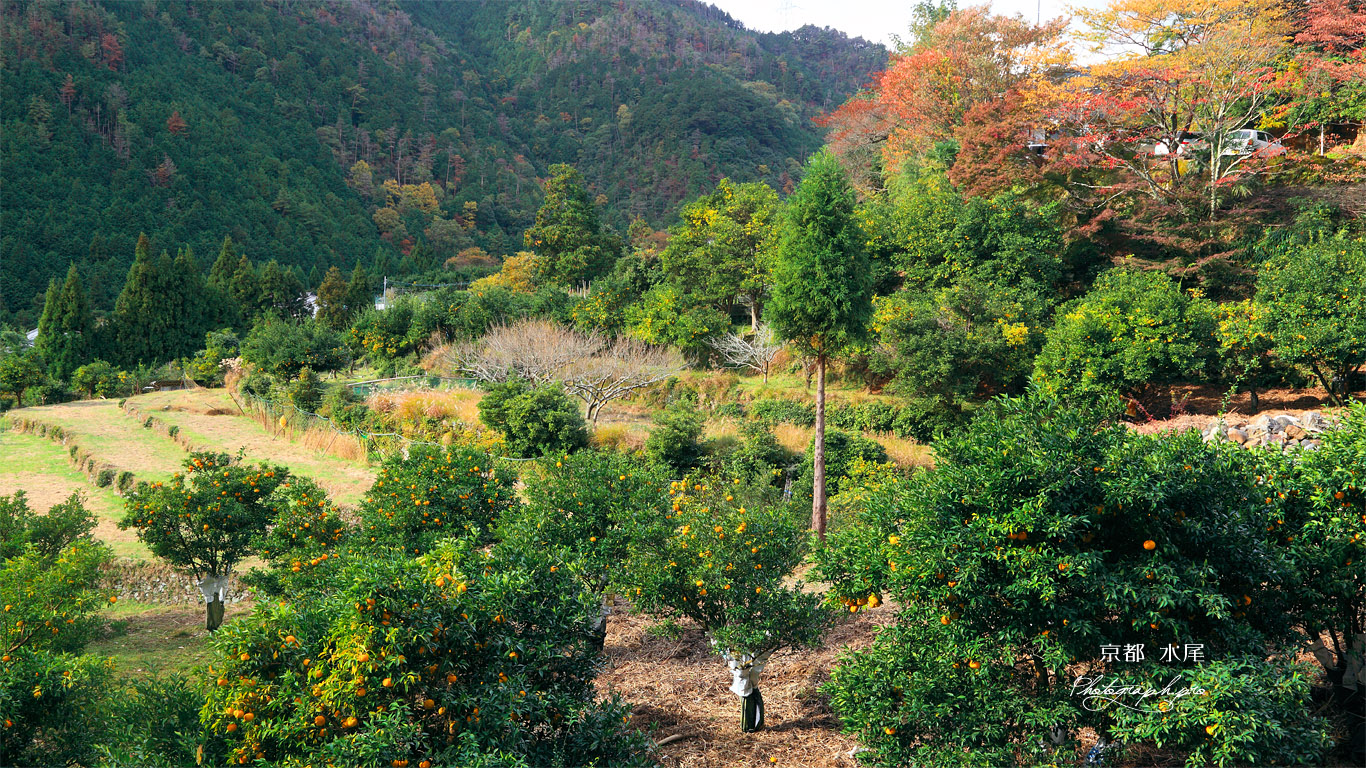 京都水尾 柚子畑と紅葉 壁紙
