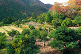 京都水尾 柚子畑と紅葉