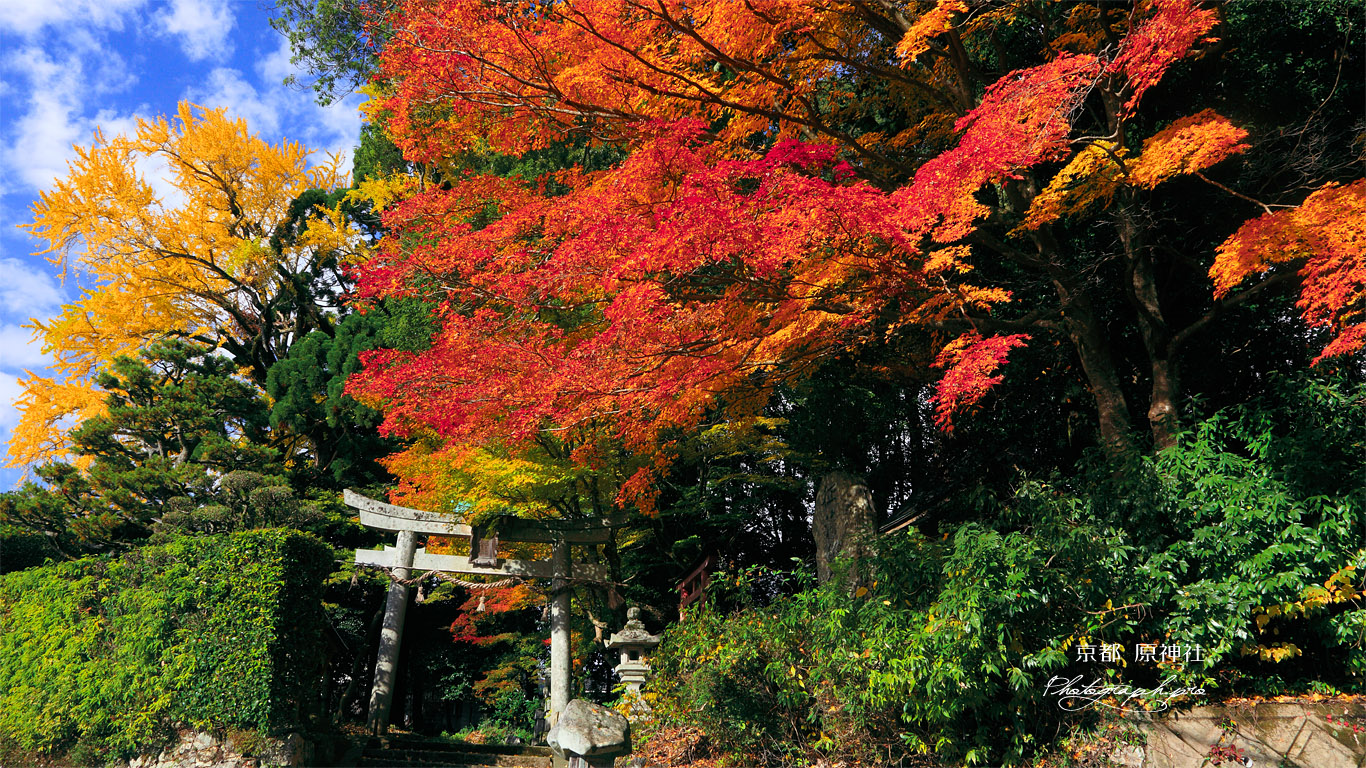 京都樒原 原神社の紅葉 壁紙