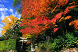 京都樒原 原神社の紅葉