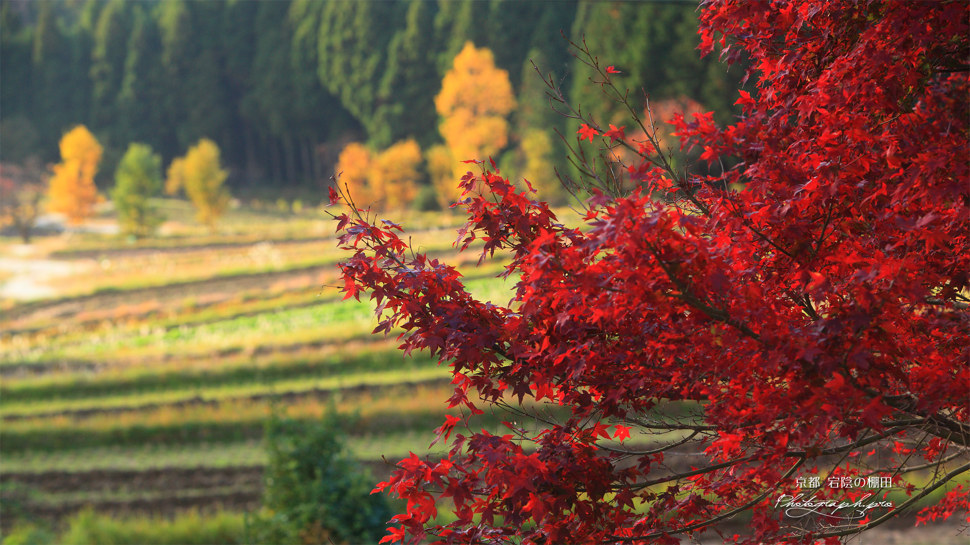 京都宕陰 紅葉と越畑の棚田