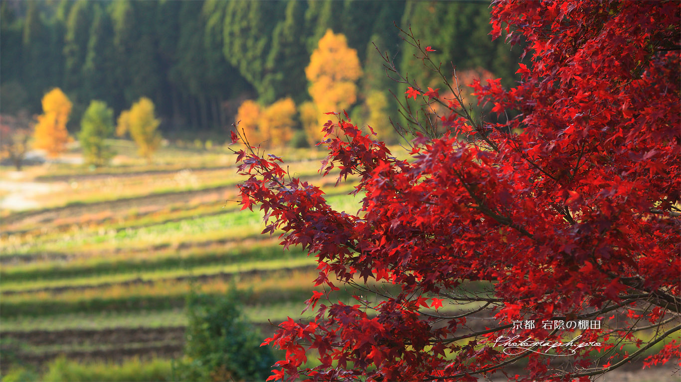 京都宕陰 紅葉と越畑の棚田 壁紙