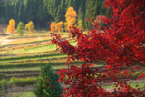 京都宕陰 紅葉と越畑の棚田
