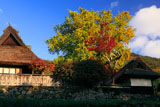 京都宕陰 河原家の紅葉と山茶花