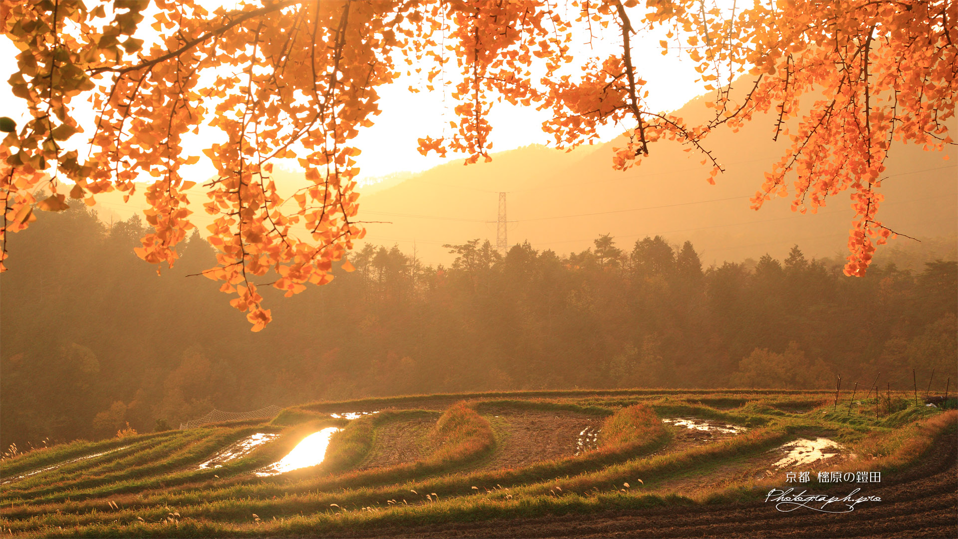 京都宕陰 夕照の樒原の鎧田