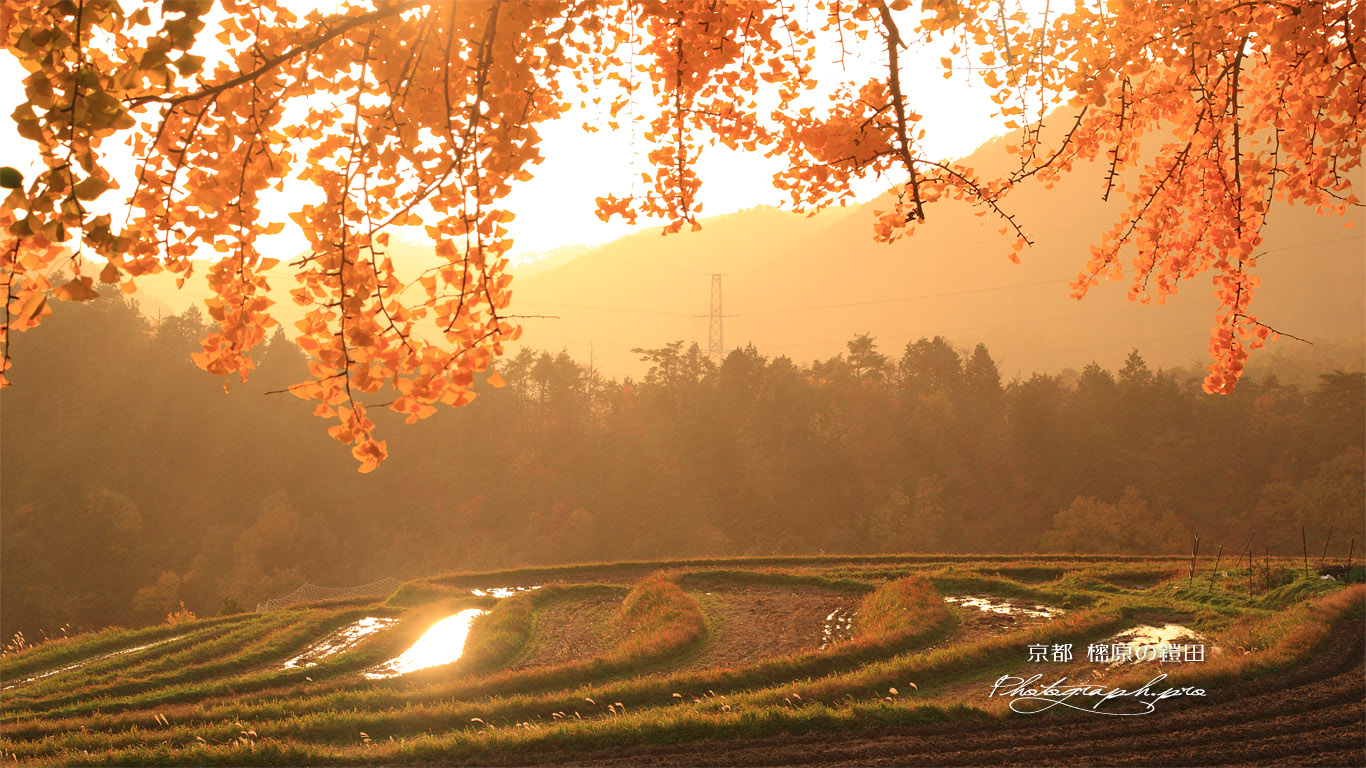 京都宕陰 夕照の樒原の鎧田 壁紙
