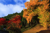 慈眼禅寺 大イチョウの黄葉
