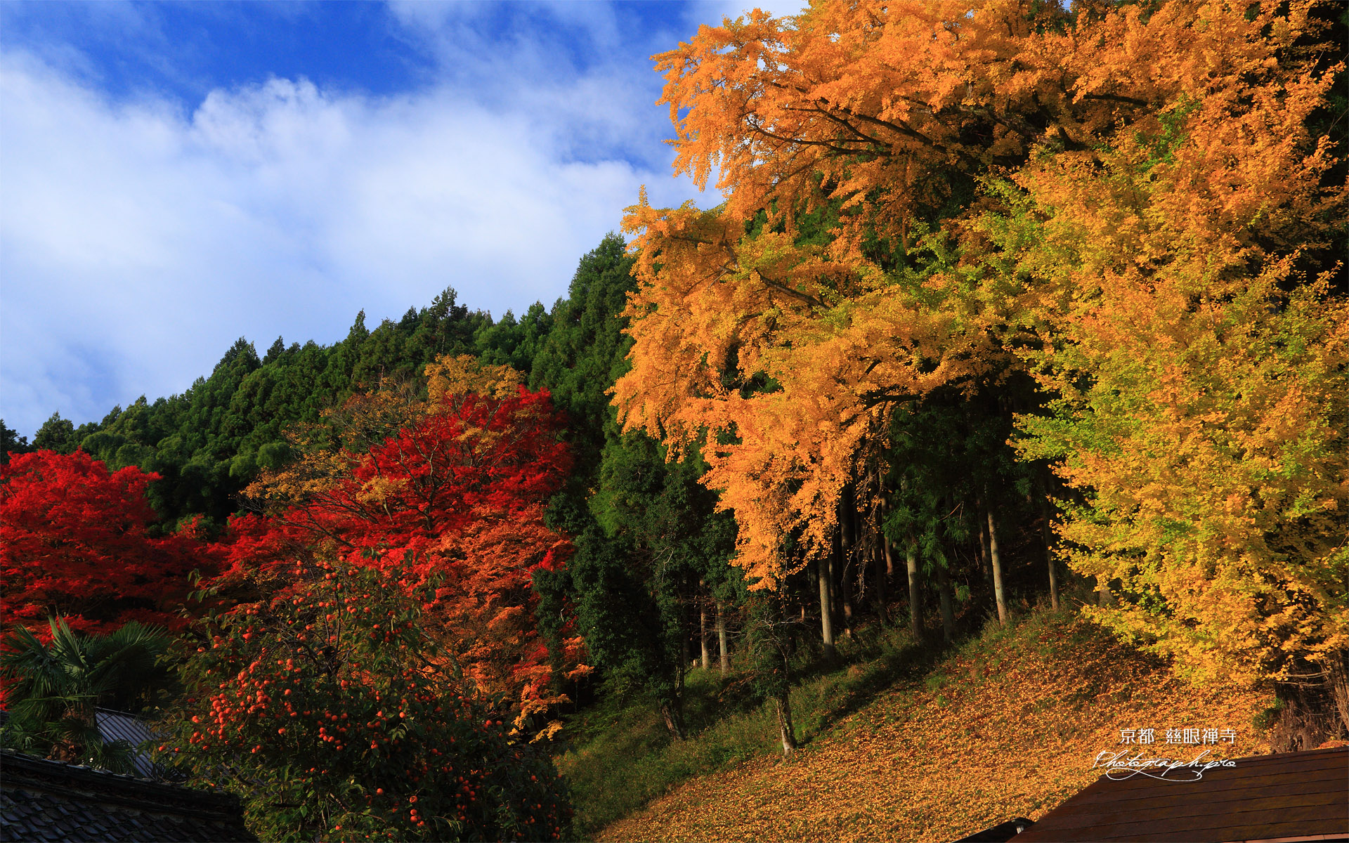 慈眼禅寺 大イチョウの黄葉