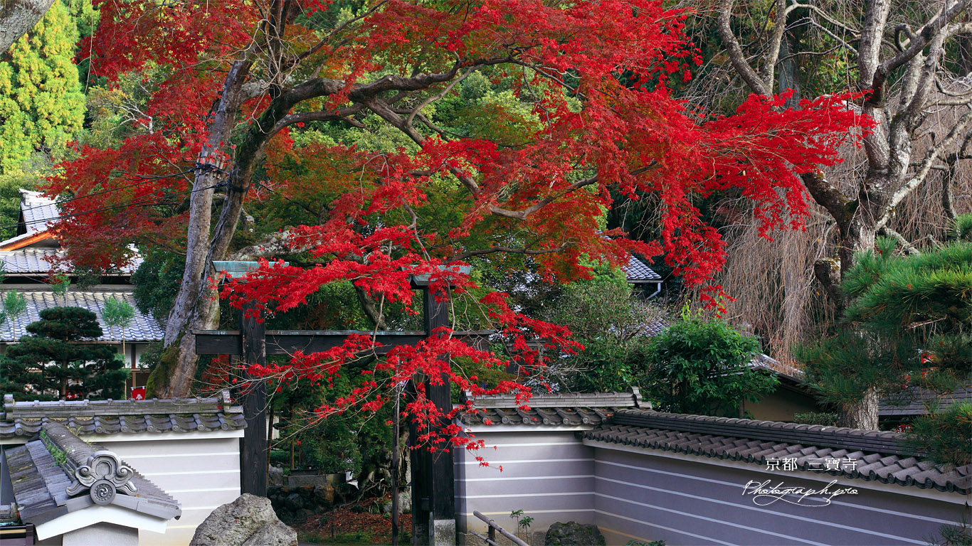 京都三寶寺 紅葉と山門 壁紙