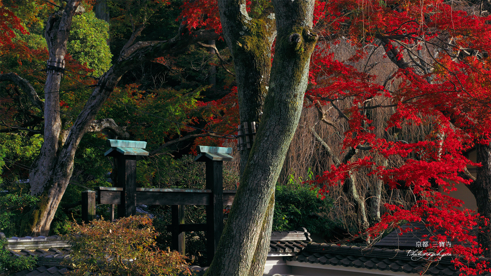 京都三寶寺 紅葉と冠木門