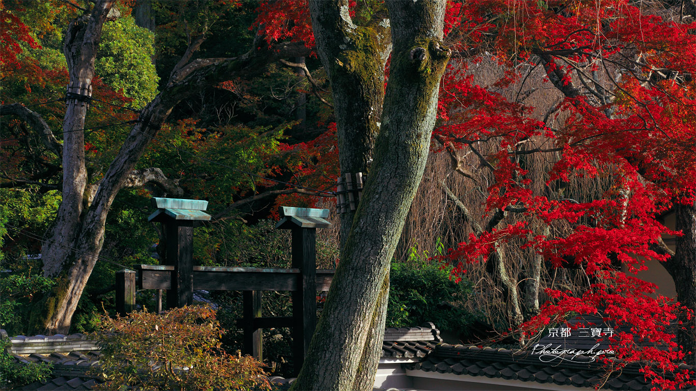 京都三寶寺 紅葉と冠木門 壁紙