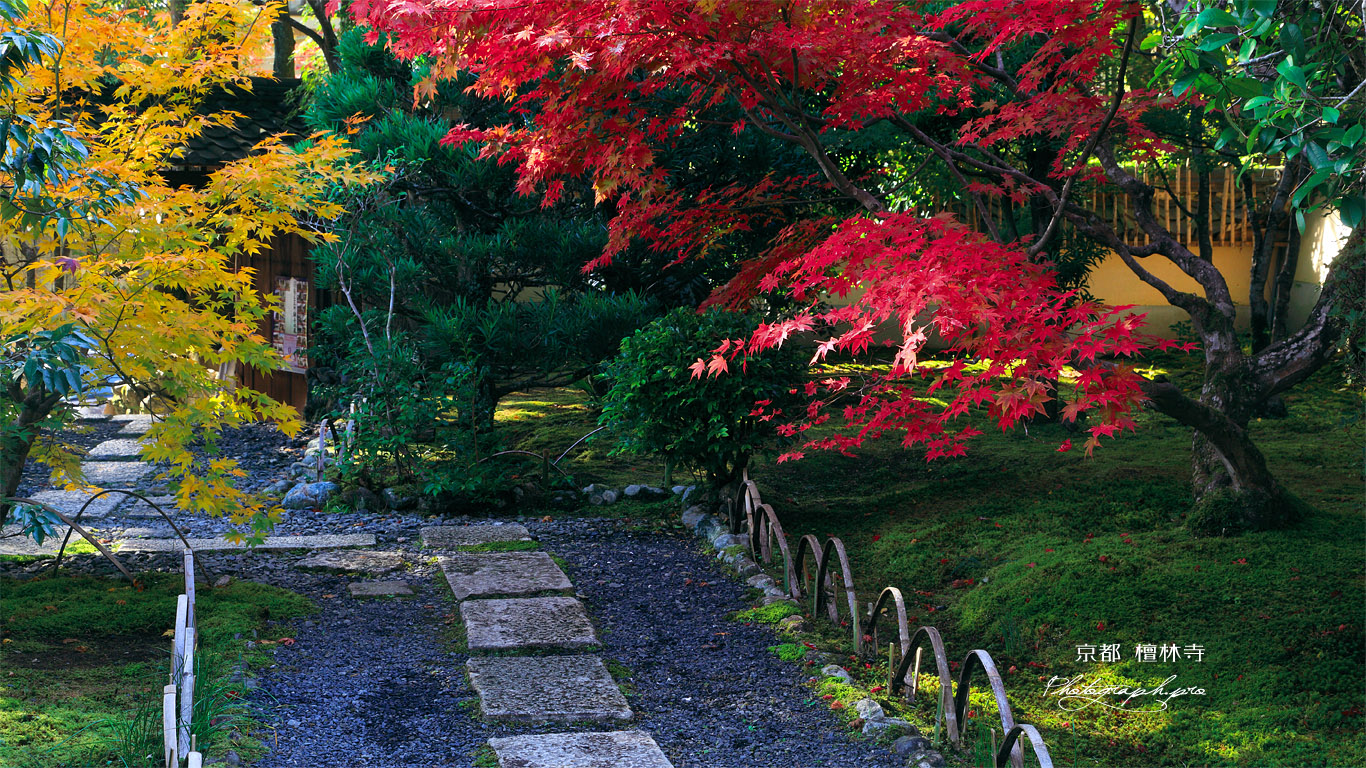 檀林寺 紅葉 壁紙