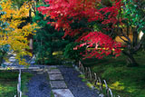 檀林寺 紅葉