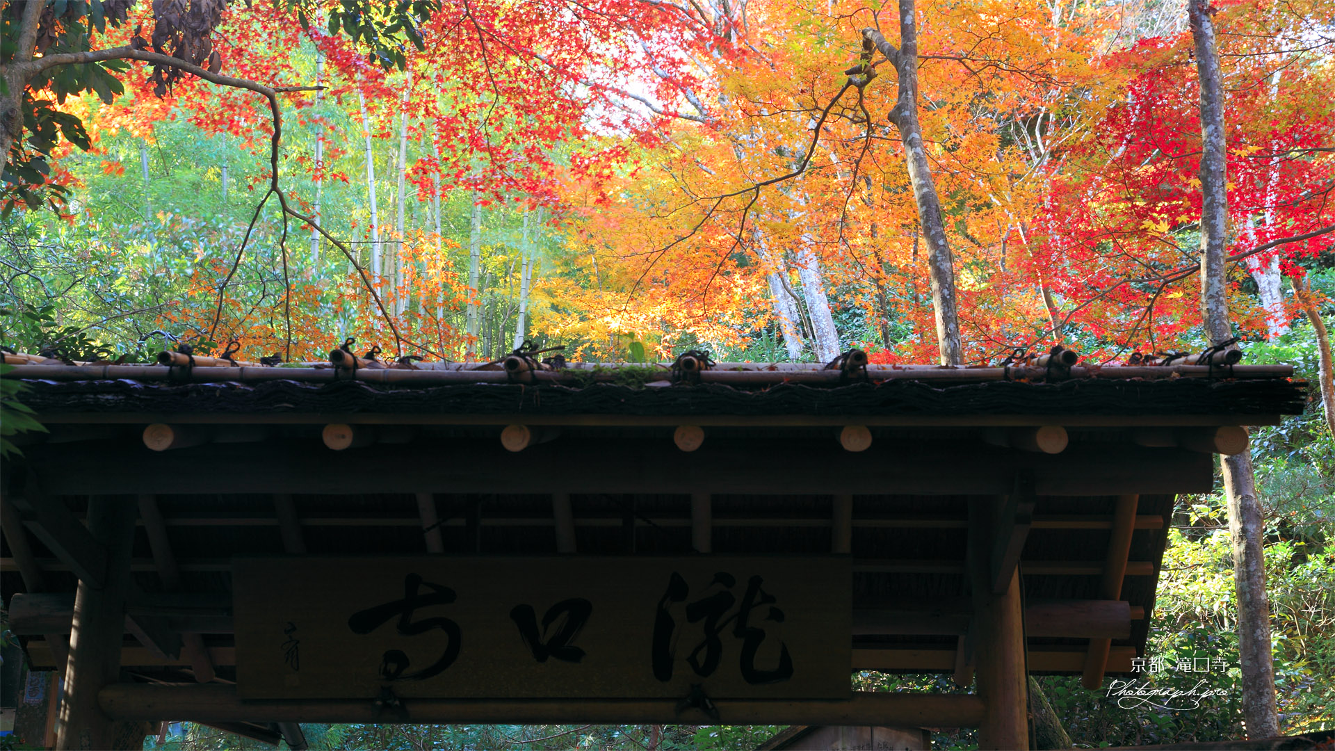 滝口寺 山門と紅葉