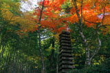 滝口寺 十三重塔と紅葉