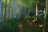 滝口寺 竹林と小松堂