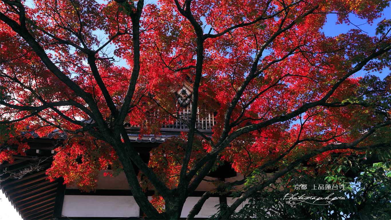 上品蓮台寺 紅葉と大師堂 壁紙