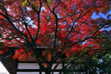 上品蓮台寺 紅葉と大師堂