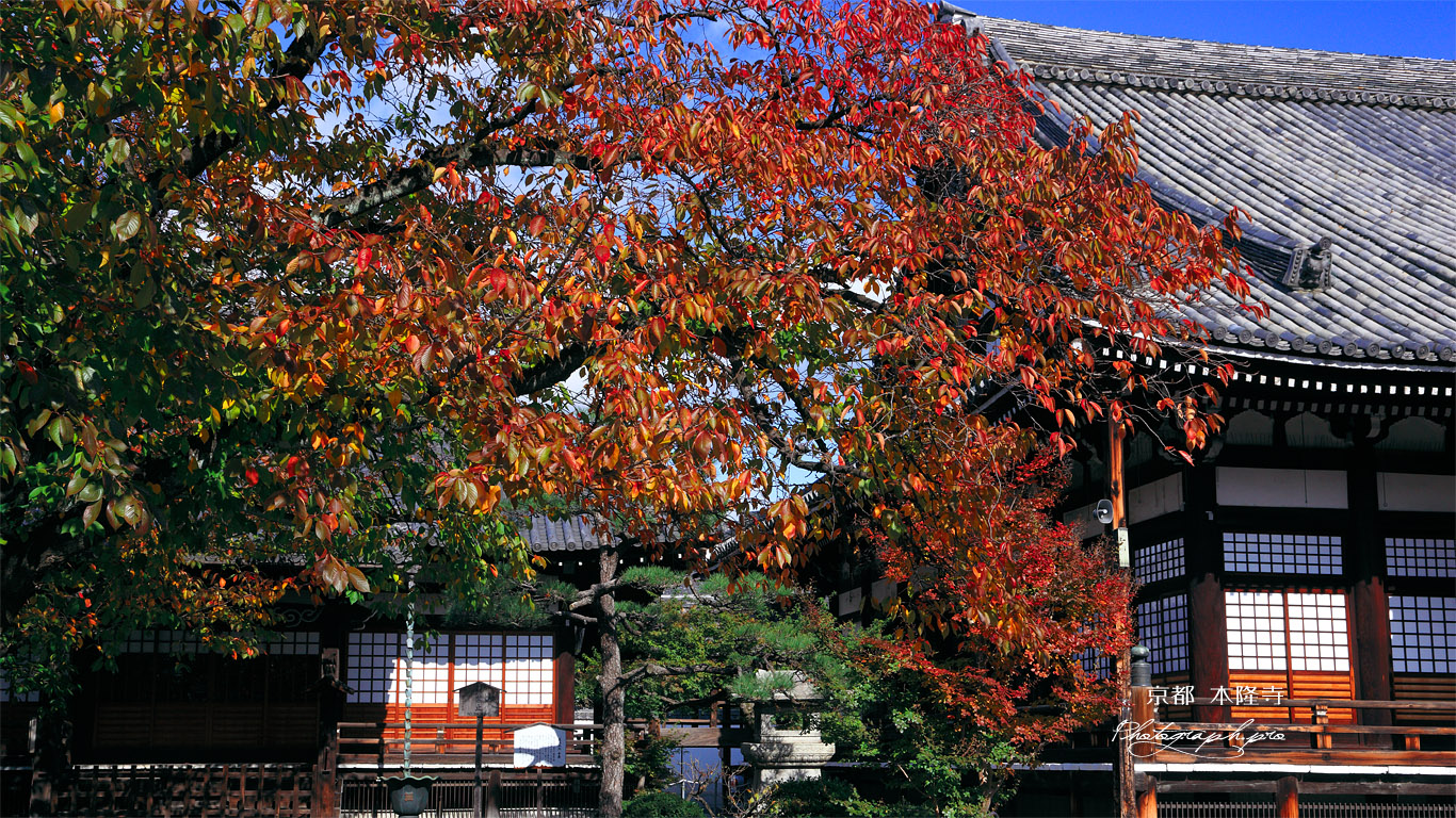 本隆寺 桜紅葉に祖師堂と本堂 壁紙