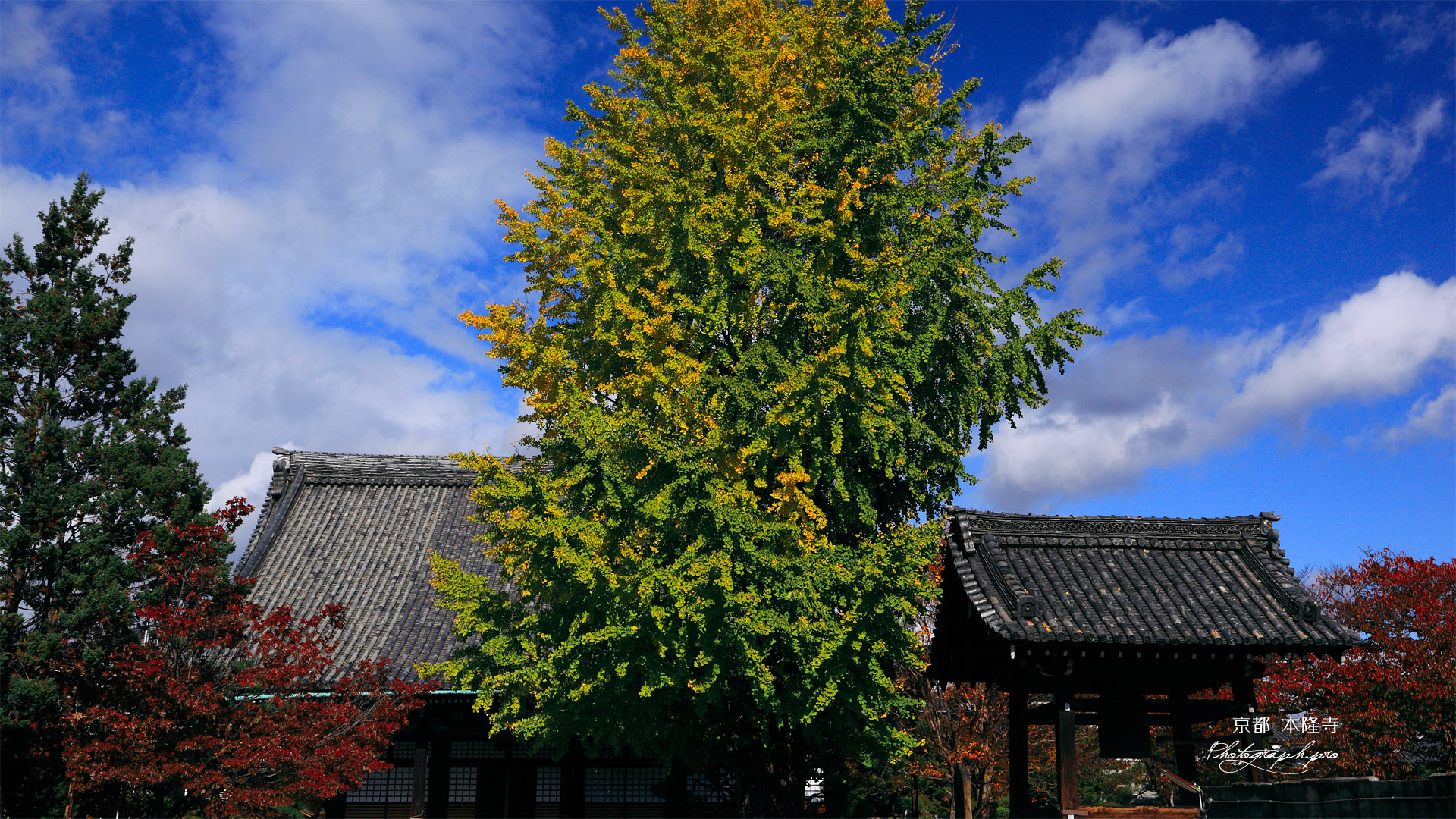 本隆寺 イチョウ青黄葉