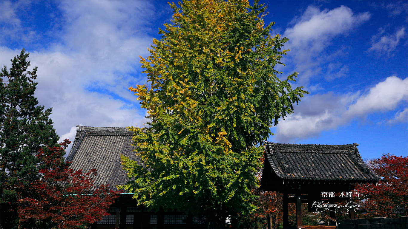 本隆寺 イチョウ青黄葉 壁紙