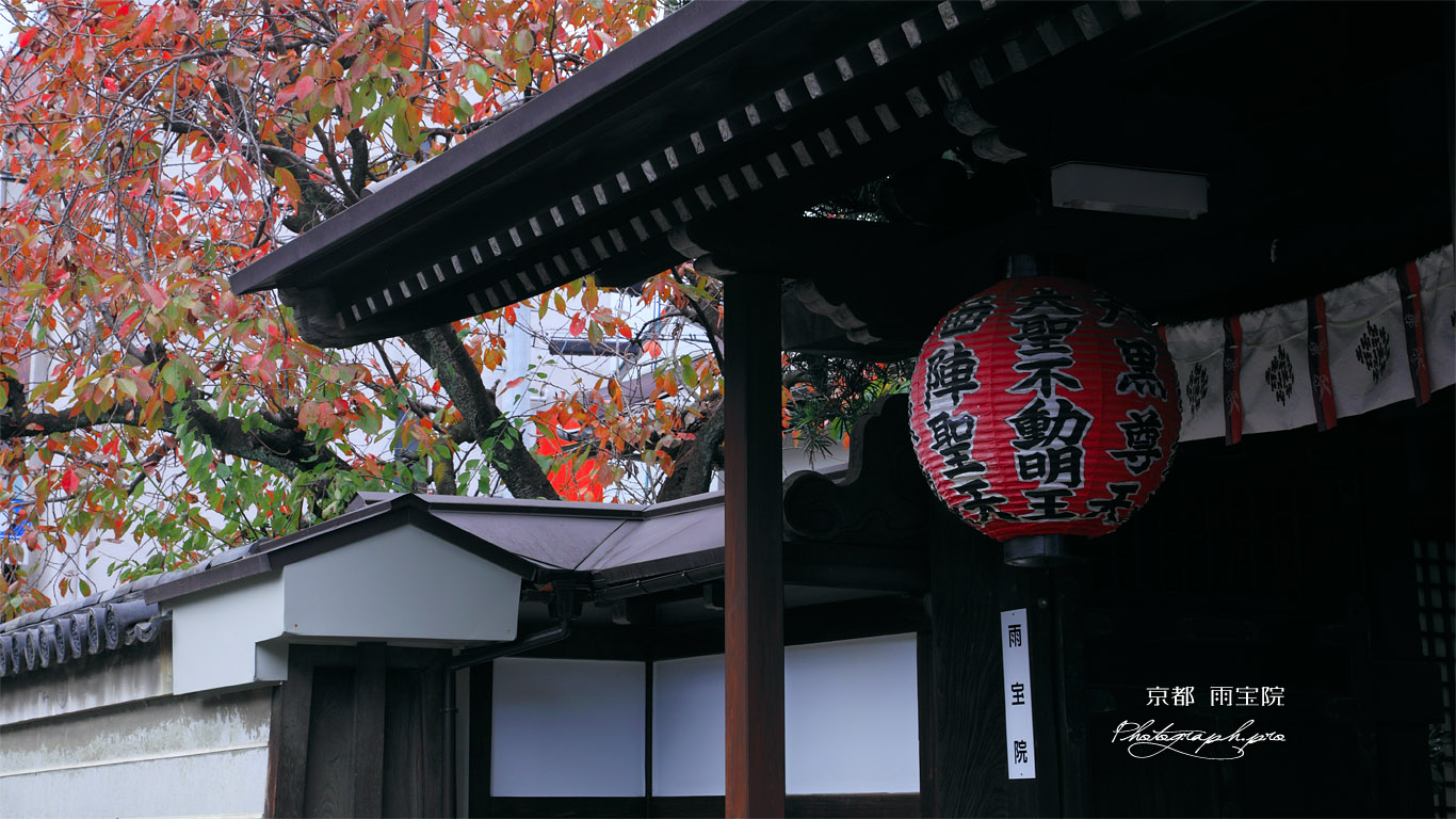 雨宝院 御衣黄の桜紅葉 壁紙