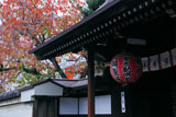 雨宝院 御衣黄の桜紅葉