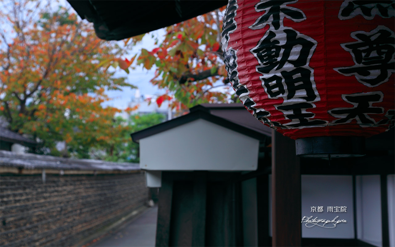 雨宝院 築地塀と桜紅葉 壁紙