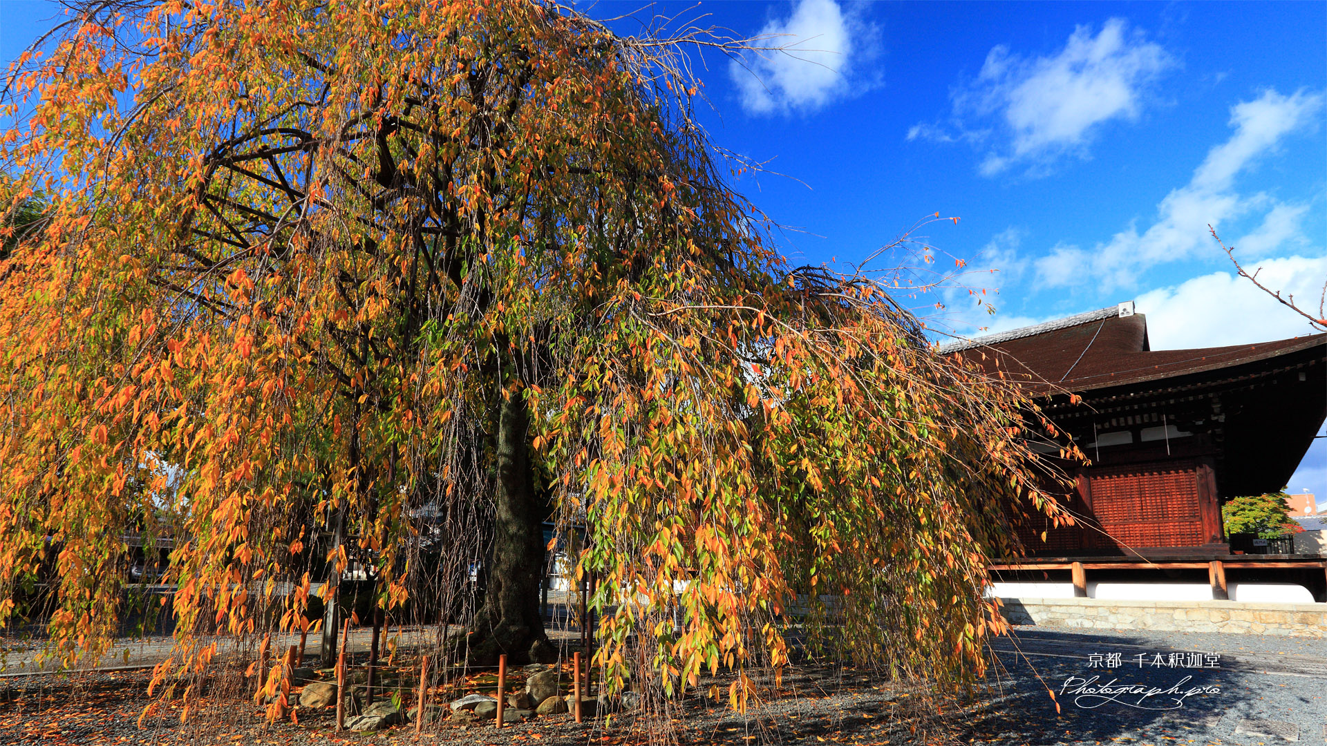 千本釈迦堂 桜紅葉と本堂