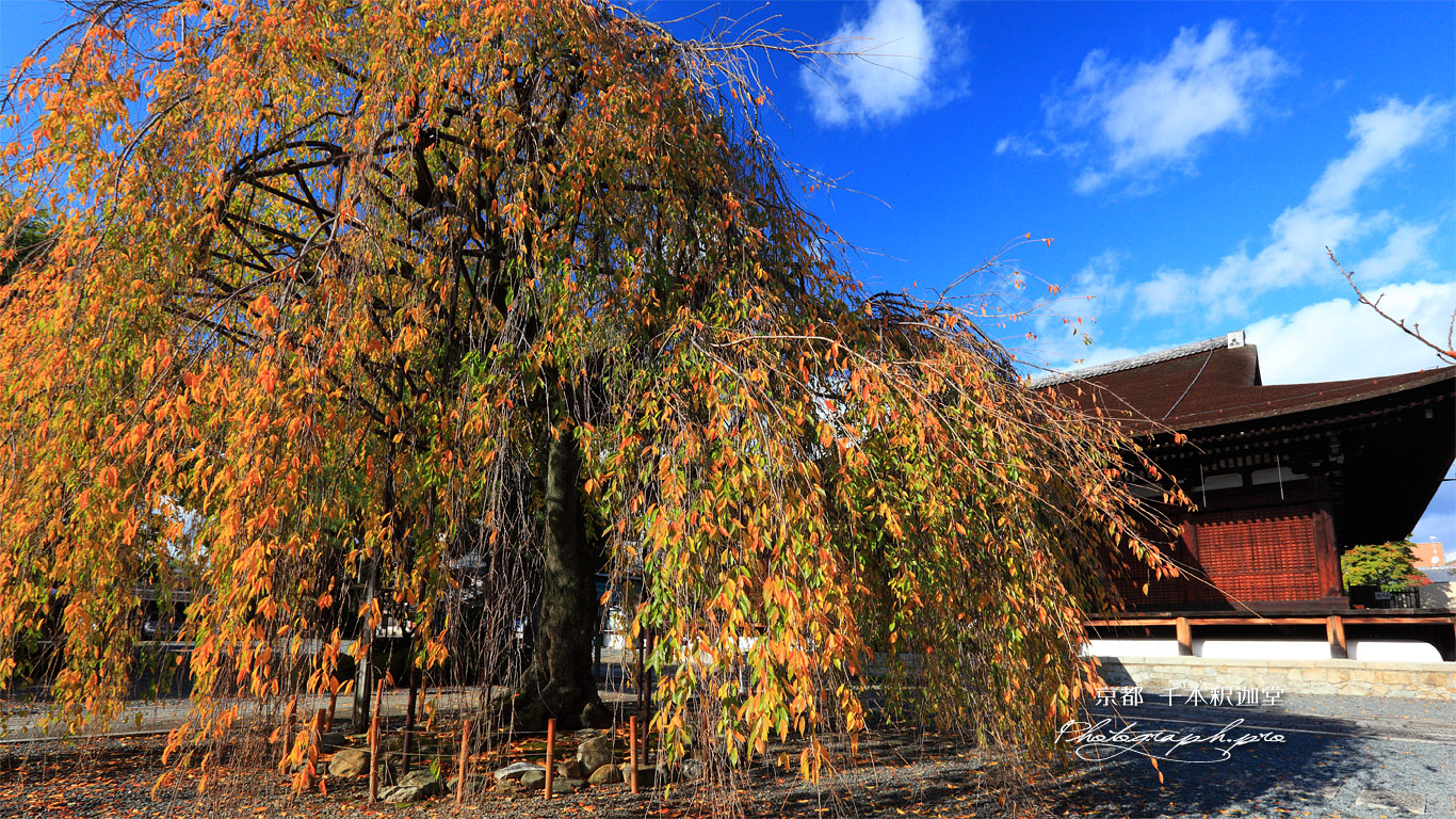 千本釈迦堂 桜紅葉と本堂 壁紙