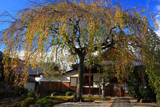 本満寺 桜紅葉と庫裡