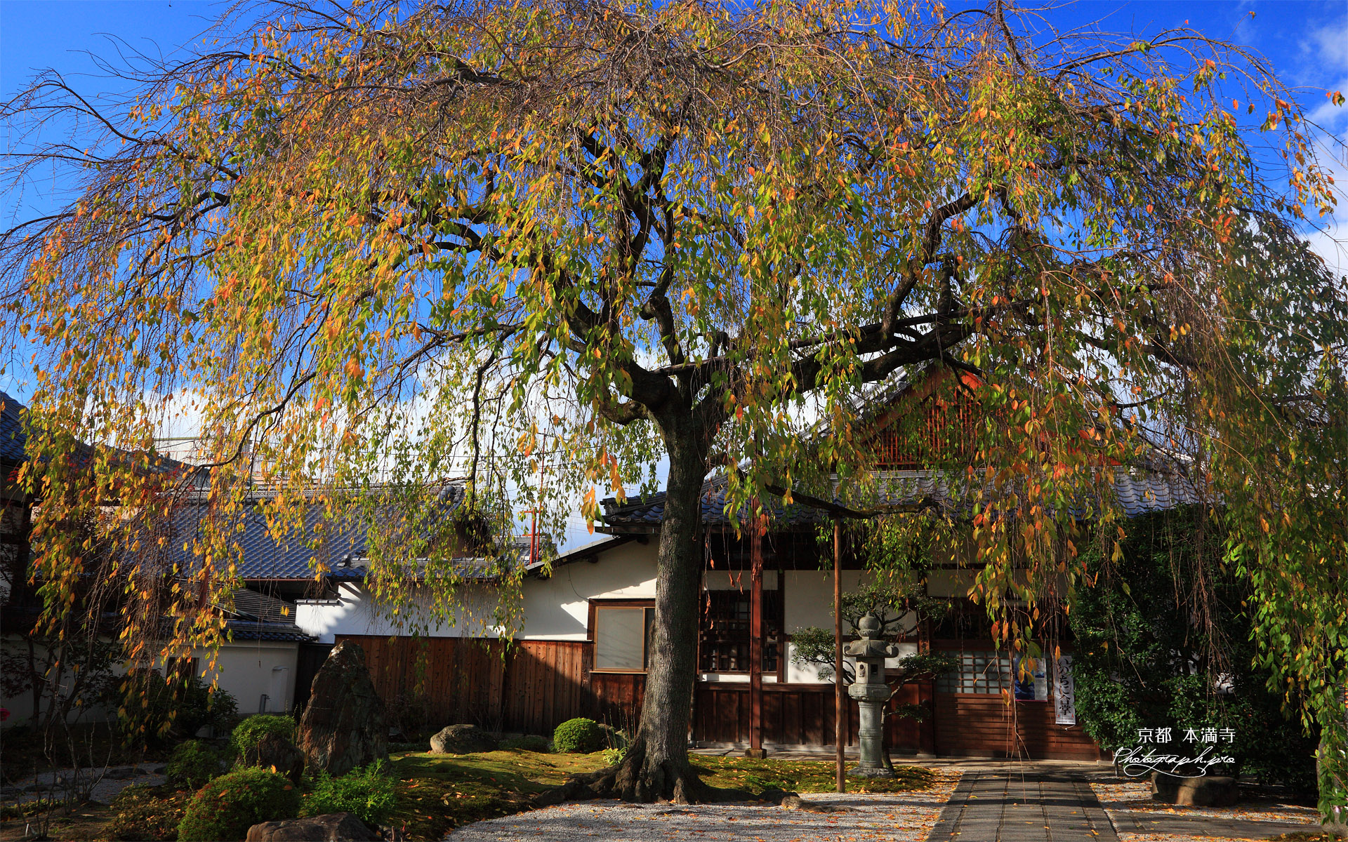 本満寺 桜紅葉と庫裡