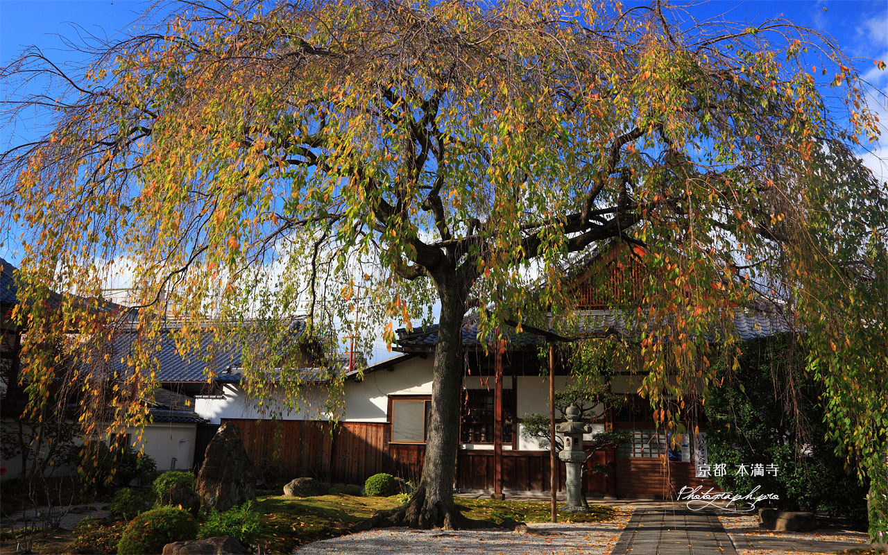 本満寺 桜紅葉と庫裡 壁紙