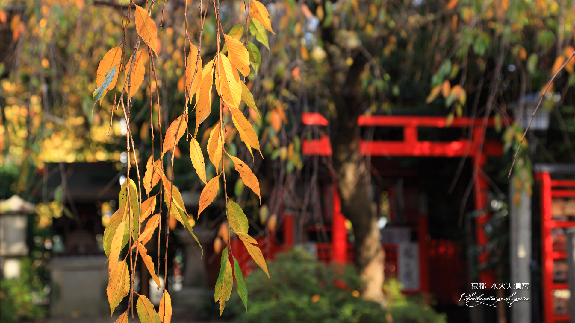 水火天満宮 桜紅葉