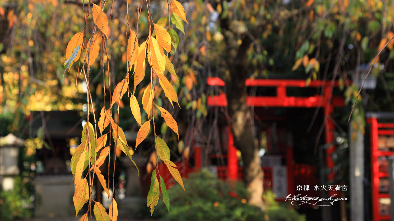 水火天満宮 桜紅葉 壁紙