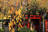 水火天満宮 桜紅葉