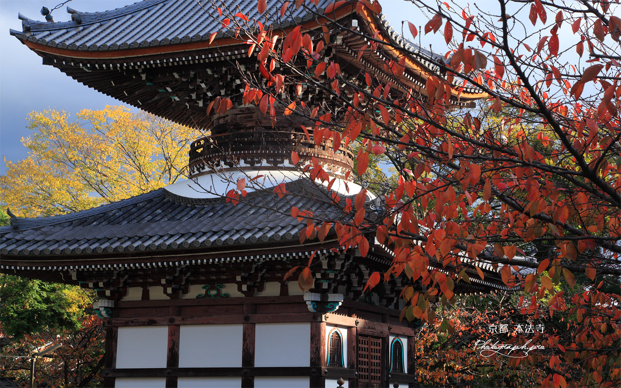 本法寺 桜紅葉と多宝塔 壁紙