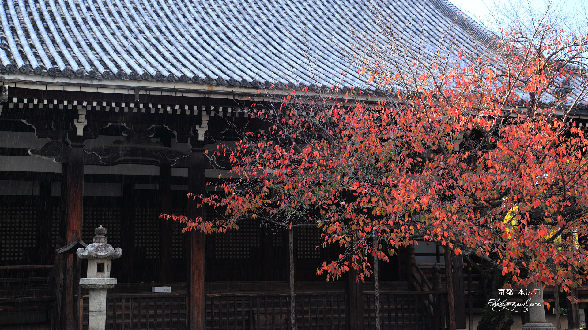 本法寺 しぐれ雪の桜紅葉と本堂